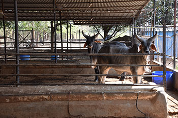 The Shed for cows