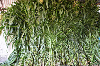 Grass feed for the cows